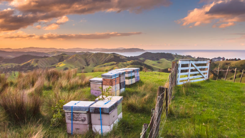 Learn all about the fascinating world of the honey bee with this incredible Bee Keeping Experience!
